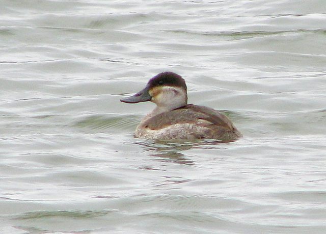 Ruddy Duck
